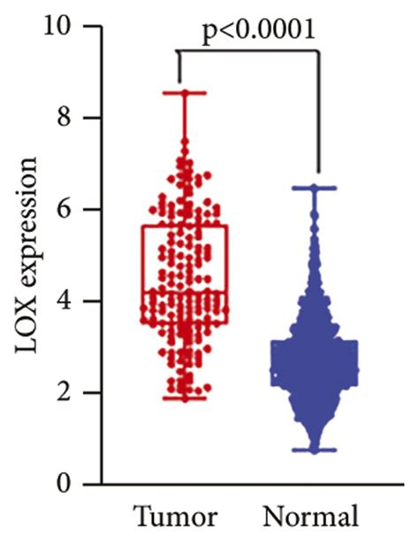 Correlation Between Lox Expression And Clinicopathological Features In