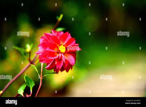 Dahlia Is A Genus Of Bushytuberousherbaceous Perennial Plants Stock