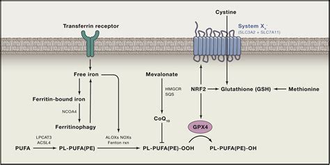 Ferroptosis A Regulated Cell Death Nexus Linking Metabolism Redox