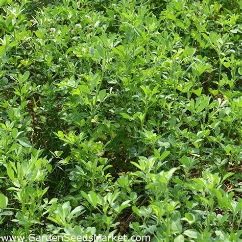 Alfalfa Luzerne Sortenmischung Kg Garden Seeds Market