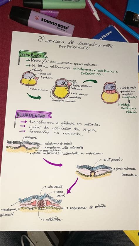 Mapa Mental Histologia E Embriologia The Best Porn Website