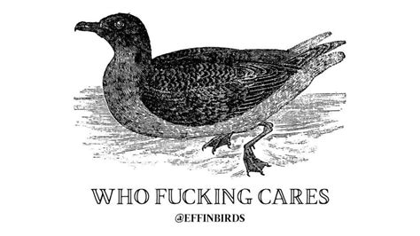 Effin Birds Effinbirds Twitter Effin Instagram Posts Birds