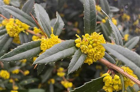 Plant of the week - Berberis julianae | GardenRoomStyle