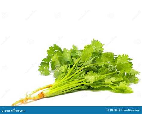 Bunch Of Fresh Coriander Leaves Stock Image Image Of Coriander Leaf