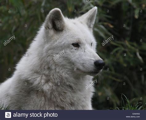 Close Up Of The All White Hudson Bay Wolf Canis Lupus Hudsonicus Stock