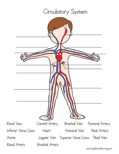 Circulatory System Activity Sheet