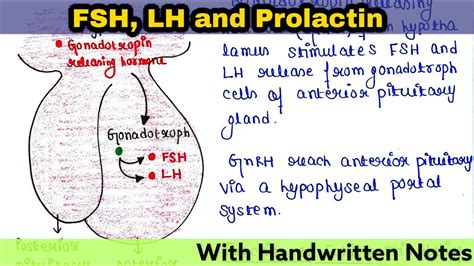 Follicle Stimulating Hormone Fsh Luteinizing Hormone Lh