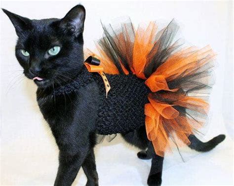 Los Mejores Disfraces Para Gatos En Este Halloween Digitall Post