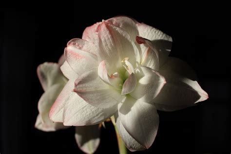 Free Images Nature Blossom White Flower Petal Bloom Botany