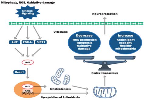 Antioxidants Free Full Text Mitochondria Targeted Antioxidant