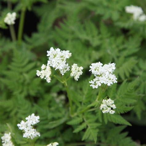 Buy Sweet Cicely Myrrhis Odorata Myrrhis Odorata