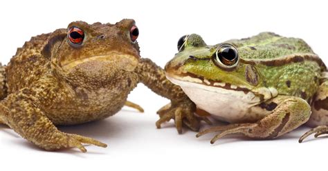 Apa Bedanya Kodok Dan Katak Blognya Mas Adi
