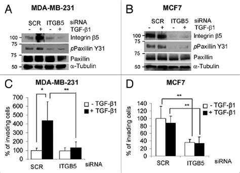 Integrin Contributes To The Invasive Potential Of Breast Carcinoma