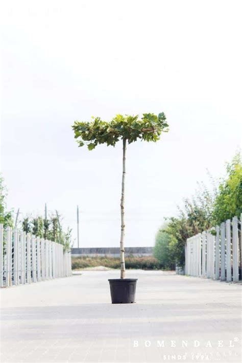 De Voordelen Van Snelgroeiende Bomen Voor Jouw Tuin Bomendael