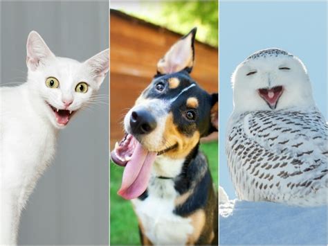 Imágenes graciosas de Animales y Mascotas - Todo mascotas