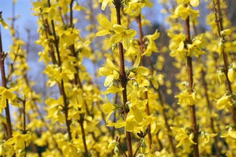 Golden Bells Of Forsythia Free Image Download