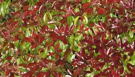 How To Grow Photinia Garden Guides