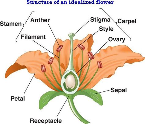 Asexual Reproduction In Plants Diagram