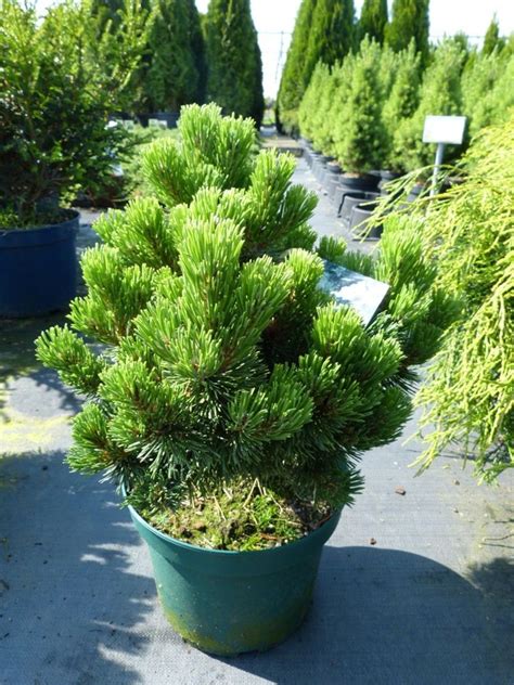 Pinus Longaeva Sherwood Compact Langlebige Kiefer H U Ermann