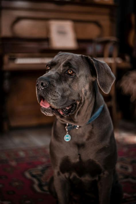 Cane Corso Bite Force Vs Lion: A Surprising Showdown In Strength