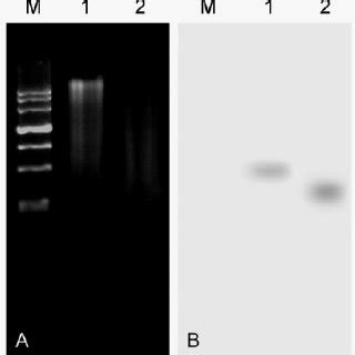 Northern Blot Hybridization Analysis Of M Cdna Fragment A Image