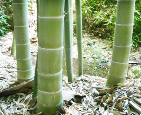 Fresh Giant Moso Bamboo Seeds Dendrocalamus Giganteus High