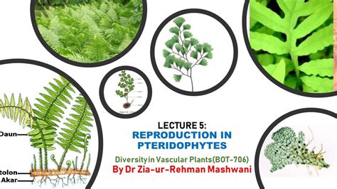 Lecture 5 Reproduction In Pteridophytes YouTube