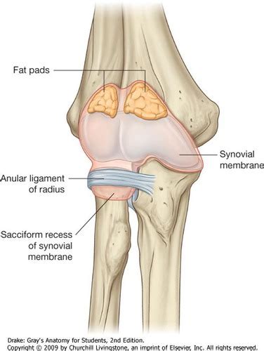 Joints Of The Elbow Flashcards Quizlet