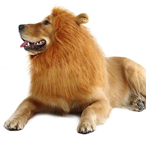 Top 97 Pictures Is A Lion A Dog Excellent