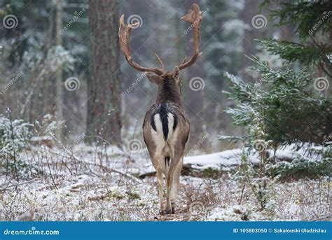 Adult Fallow Deer Buck Goes Into The Forest Back View Majestic