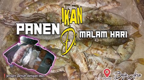 Ini Rejeki Nomplok Pak Semua Jerigen Penuh Dengan Ikan Menyulu Baya