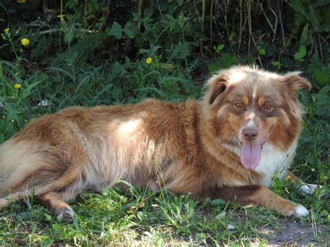 Accueil Elevage Du Sapin Vert Eleveur De Chiens Berger Am Ricain