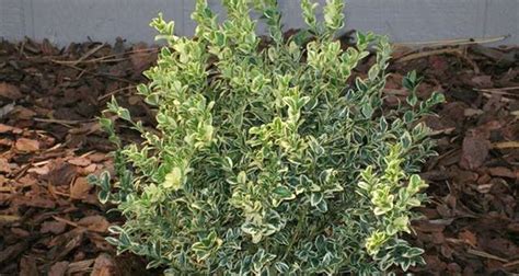 Boxwood Variegated Gossett S Landscape Nursery