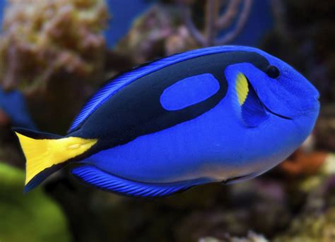 Blue Hippo Tang Fish World Saltwater Aquariums In Richmond Va