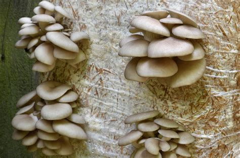 Paddy Straw Mushroom Gills