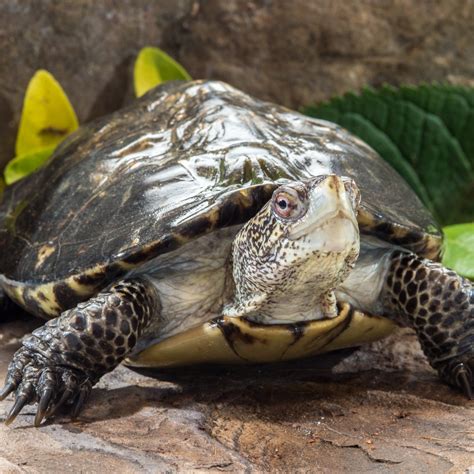 Western Pond Turtle - Lindsay Wildlife Experience