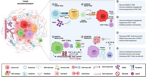 Frontiers Mechanisms Of Immune Evasion By Head And Neck Cancer Stem Cells