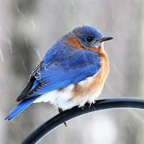 How To Attract Winter Birds The 20 Best Ways To Attract Birds In Winter