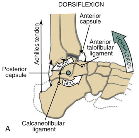 Foot Ankle Movement Sci Exam 4 Flashcards Quizlet