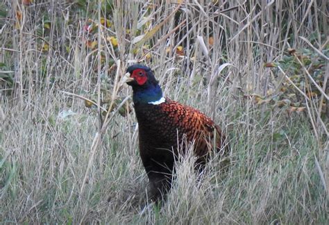 Treffen Am Fr Hen Morgen Jagdfasan Phasianus Colchicus Flickr