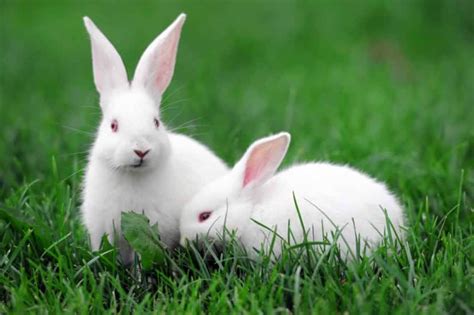 Vets Say People Need To Take Better Care Of Bunnies Peta