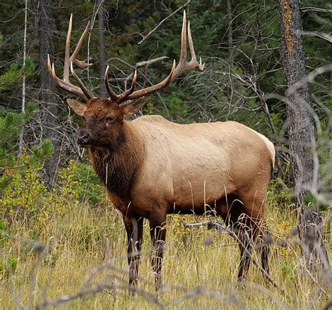 Elk Wikipedia