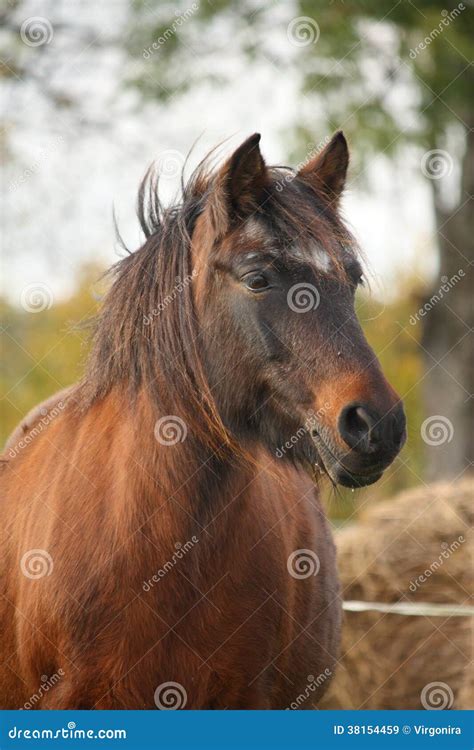 Cute Pony Standing Near The Hay Stock Image Image Of August