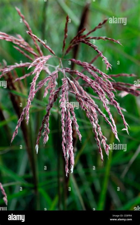 Miscanthus Sinensis Kaskade Closeup Plant Hi Res Stock Photography And