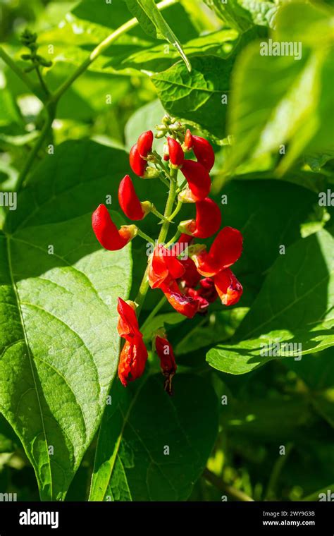 Beautiful Flowers Of Runner Bean Plant Phaseolus Coccineus Growing In