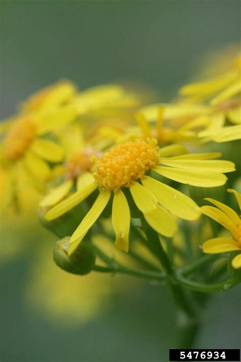 Cressleaf Groundsel Packera Glabella