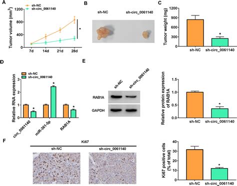 Circ Promoted Tumor Growth In Oc Xenograft Model By Regulating