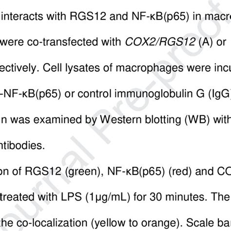 Cox2 Promotes Nf κb P65 And Rgs12 Nuclear Translocation Download