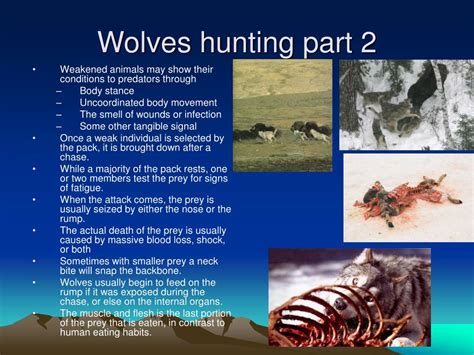 Ppt Wolf Presentation Powerpoint Presentation Free Download Id 359082