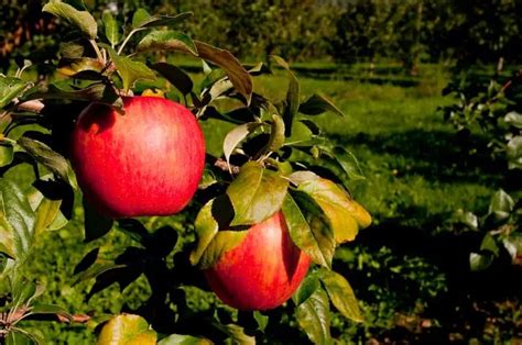 7 USDA Zone 6 Fruit Trees To Grow For Reliable Harvests